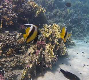 Abu Dabab 28.08.2014