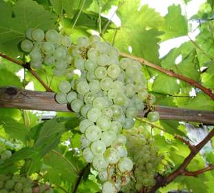 Im Weingarten von Schloss Trauttmansdorff