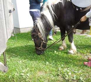 Ponyreiten um Westendorf