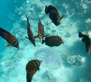 Schnorcheln Marsa Alam