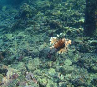 Feuerfisch unter dem Steg