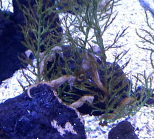 Aquarium