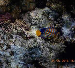 Bunte Unterwasserwelt