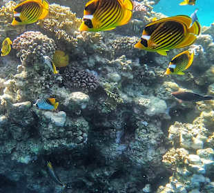 Schnorcheln Coraya Bay Marsa Alam