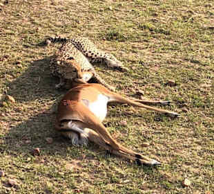 Gepardin bei der Jagd