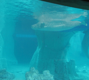 Aquarium / Oceanongrafic