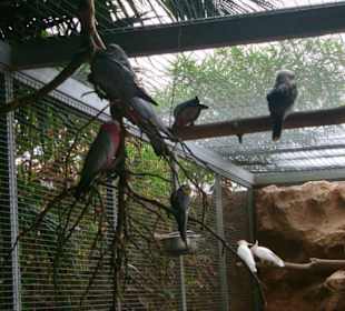 Woliera   z kakadu