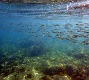 Tauchbasis Waterhoppers Rhodos