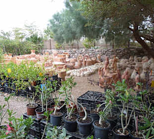 Botanical Garden, Eilat