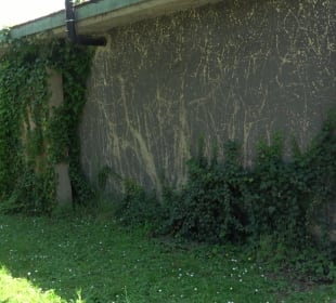 Friedhof Handschuhsheim