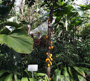 Anlage Planten un Blomen