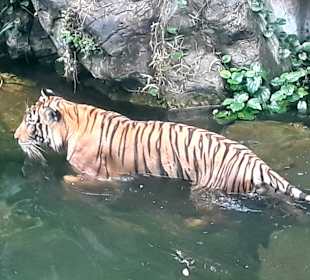 Singapur Zoo