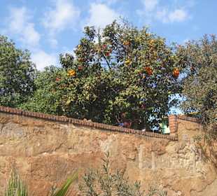 Saftige Orangen in Casablanca Stadt