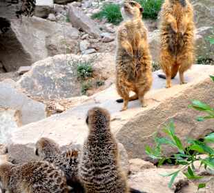 Erdmännchen in ihrem neuen Gehäge