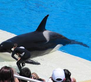 Killerwalvorführung