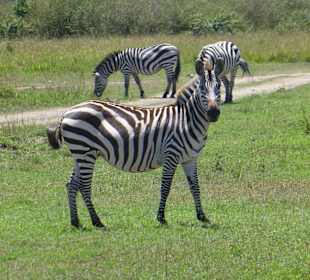 Zebra