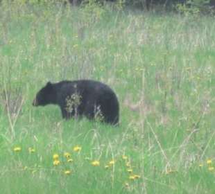 Schwarzbär (Ursus americanus)