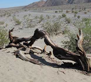 Mesquite Sand Dunes