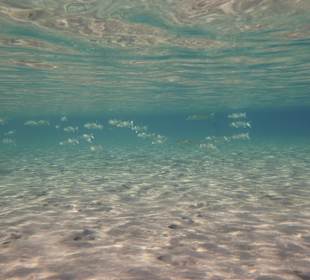 Schnorcheln Makadi Bay