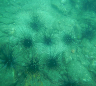 Наверное, морские ёжики.