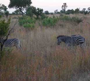 Krüger Nationalpark