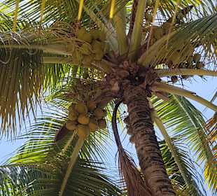 Isla Saona