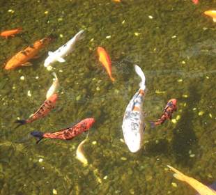 Hier schwimmt ganz viel Geld.