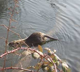 Nutria an der ILL