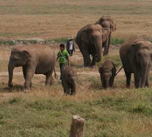 Eine Elefantenherde beim Spaziergang