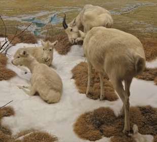 In der Asien-Abteilung des Übersee-Museums