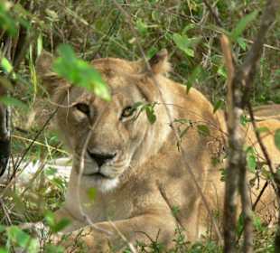 Eine Löwin beim Mittagsschlaf
