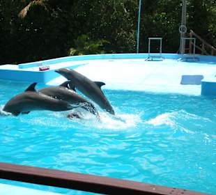 Delfinshow