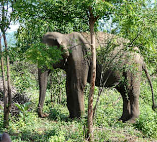 Nationalpark Udawalawe