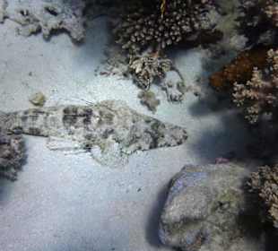 Krokodilfisch