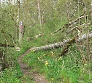 Eiszeitpfad - Burgfelsenpfad