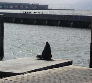 Sea lions@Pier 39 Fishermen's Wharf, San Francisco