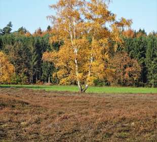 Herbststimmung am Pestruper Gräberfeld
