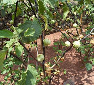 Die Pyramiden von Güimar