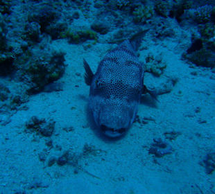 Bubblefisch