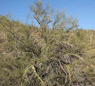 Kakteenwald