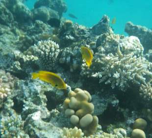 Schnorcheln Hurghada