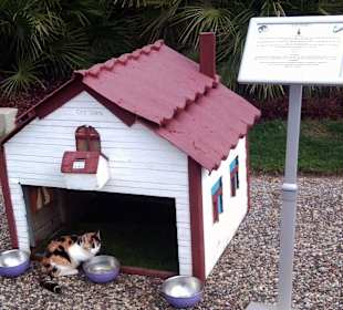 Ein Herz für Katzen