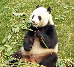 Panda simbolo del parco