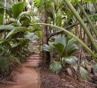 Weg durch den Urwald
