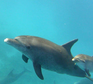 Delfintour 11.10.2013