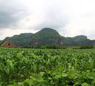 Vinales