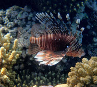 Feuerfisch am Hausriff