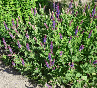Spaziergang durch den Botanischen Garten Bremen