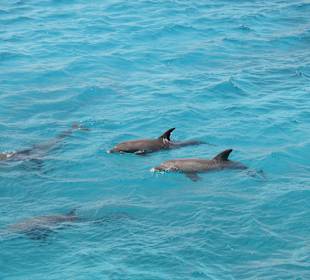 Schwimmen mit Delphinen