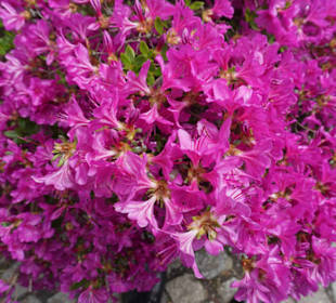 Pinkfarbene Blüten / Azaleen im Japanischen Garten